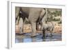 Elephant (Loxodonta Africana) Calf at Water, Addo Elephant National Park, South Africa, Africa-Ann and Steve Toon-Framed Photographic Print