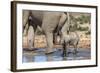Elephant (Loxodonta Africana) Calf at Water, Addo Elephant National Park, South Africa, Africa-Ann and Steve Toon-Framed Photographic Print