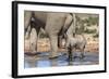 Elephant (Loxodonta Africana) Calf at Water, Addo Elephant National Park, South Africa, Africa-Ann and Steve Toon-Framed Photographic Print