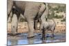 Elephant (Loxodonta Africana) Calf at Water, Addo Elephant National Park, South Africa, Africa-Ann and Steve Toon-Mounted Photographic Print