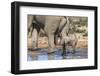 Elephant (Loxodonta Africana) Calf at Water, Addo Elephant National Park, South Africa, Africa-Ann and Steve Toon-Framed Photographic Print