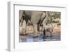 Elephant (Loxodonta Africana) Calf at Water, Addo Elephant National Park, South Africa, Africa-Ann and Steve Toon-Framed Photographic Print