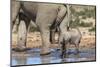 Elephant (Loxodonta Africana) Calf at Water, Addo Elephant National Park, South Africa, Africa-Ann and Steve Toon-Mounted Photographic Print