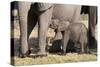 Elephant (Loxodonta Africana) Calf, Chobe National Park, Botswana, Africa-Sergio Pitamitz-Stretched Canvas