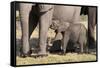 Elephant (Loxodonta Africana) Calf, Chobe National Park, Botswana, Africa-Sergio Pitamitz-Framed Stretched Canvas