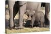 Elephant (Loxodonta Africana) Calf, Chobe National Park, Botswana, Africa-Sergio Pitamitz-Stretched Canvas