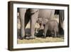 Elephant (Loxodonta Africana) Calf, Chobe National Park, Botswana, Africa-Sergio Pitamitz-Framed Photographic Print