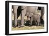 Elephant (Loxodonta Africana) Calf, Chobe National Park, Botswana, Africa-Sergio Pitamitz-Framed Photographic Print