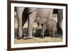 Elephant (Loxodonta Africana) Calf, Chobe National Park, Botswana, Africa-Sergio Pitamitz-Framed Photographic Print