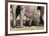 Elephant (Loxodonta Africana) Calf, Chobe National Park, Botswana, Africa-Sergio Pitamitz-Framed Photographic Print