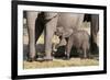 Elephant (Loxodonta Africana) Calf, Chobe National Park, Botswana, Africa-Sergio Pitamitz-Framed Photographic Print