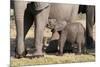 Elephant (Loxodonta Africana) Calf, Chobe National Park, Botswana, Africa-Sergio Pitamitz-Mounted Photographic Print