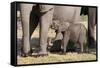 Elephant (Loxodonta Africana) Calf, Chobe National Park, Botswana, Africa-Sergio Pitamitz-Framed Stretched Canvas