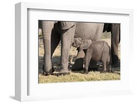 Elephant (Loxodonta Africana) Calf, Chobe National Park, Botswana, Africa-Sergio Pitamitz-Framed Photographic Print