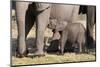 Elephant (Loxodonta Africana) Calf, Chobe National Park, Botswana, Africa-Sergio Pitamitz-Mounted Photographic Print