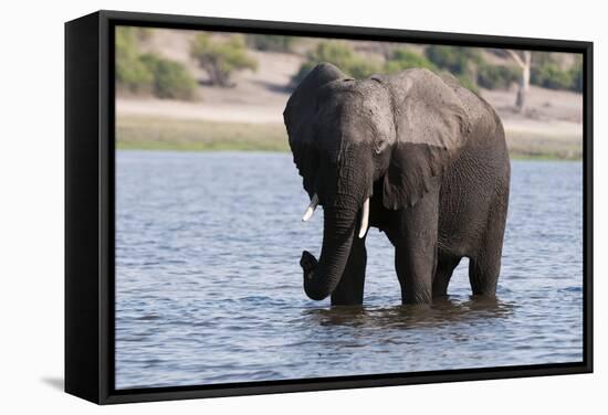 Elephant (Loxodonta Africana), Chobe National Park, Botswana, Africa-Sergio Pitamitz-Framed Stretched Canvas