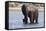 Elephant (Loxodonta Africana), Chobe National Park, Botswana, Africa-Sergio Pitamitz-Framed Stretched Canvas