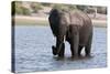 Elephant (Loxodonta Africana), Chobe National Park, Botswana, Africa-Sergio Pitamitz-Stretched Canvas