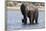 Elephant (Loxodonta Africana), Chobe National Park, Botswana, Africa-Sergio Pitamitz-Framed Photographic Print