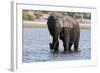 Elephant (Loxodonta Africana), Chobe National Park, Botswana, Africa-Sergio Pitamitz-Framed Photographic Print