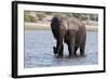 Elephant (Loxodonta Africana), Chobe National Park, Botswana, Africa-Sergio Pitamitz-Framed Photographic Print