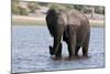 Elephant (Loxodonta Africana), Chobe National Park, Botswana, Africa-Sergio Pitamitz-Mounted Photographic Print