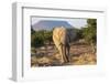 Elephant (Loxodonta Africana), Damaraland, Kunene, Namibia, Africa-Ann and Steve Toon-Framed Photographic Print