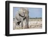 Elephant (Loxodonta Africana), Etosha National Park, Namibia, Africa-Ann and Steve Toon-Framed Photographic Print