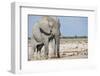 Elephant (Loxodonta Africana), Etosha National Park, Namibia, Africa-Ann and Steve Toon-Framed Photographic Print