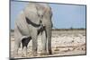 Elephant (Loxodonta Africana), Etosha National Park, Namibia, Africa-Ann and Steve Toon-Mounted Photographic Print