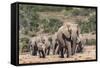 Elephant (Loxodonta Africana) Herd, Addo Elephant National Park, South Africa, Africa-Ann and Steve Toon-Framed Stretched Canvas