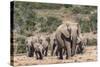 Elephant (Loxodonta Africana) Herd, Addo Elephant National Park, South Africa, Africa-Ann and Steve Toon-Stretched Canvas