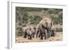 Elephant (Loxodonta Africana) Herd, Addo Elephant National Park, South Africa, Africa-Ann and Steve Toon-Framed Photographic Print