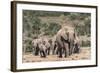 Elephant (Loxodonta Africana) Herd, Addo Elephant National Park, South Africa, Africa-Ann and Steve Toon-Framed Photographic Print
