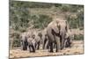 Elephant (Loxodonta Africana) Herd, Addo Elephant National Park, South Africa, Africa-Ann and Steve Toon-Mounted Photographic Print