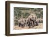 Elephant (Loxodonta Africana) Herd, Addo Elephant National Park, South Africa, Africa-Ann and Steve Toon-Framed Photographic Print