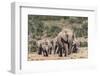 Elephant (Loxodonta Africana) Herd, Addo Elephant National Park, South Africa, Africa-Ann and Steve Toon-Framed Photographic Print