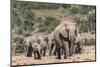 Elephant (Loxodonta Africana) Herd, Addo Elephant National Park, South Africa, Africa-Ann and Steve Toon-Mounted Photographic Print