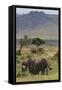 Elephant (Loxodonta Africana) Herd Walking to the River to Drink-Ann and Steve Toon-Framed Stretched Canvas
