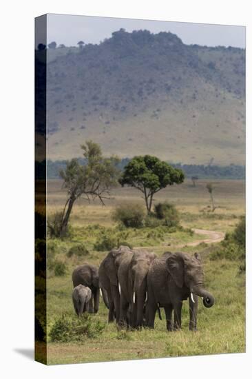 Elephant (Loxodonta Africana) Herd Walking to the River to Drink-Ann and Steve Toon-Stretched Canvas