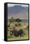 Elephant (Loxodonta Africana) Herd Walking to the River to Drink-Ann and Steve Toon-Framed Stretched Canvas