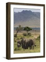 Elephant (Loxodonta Africana) Herd Walking to the River to Drink-Ann and Steve Toon-Framed Photographic Print