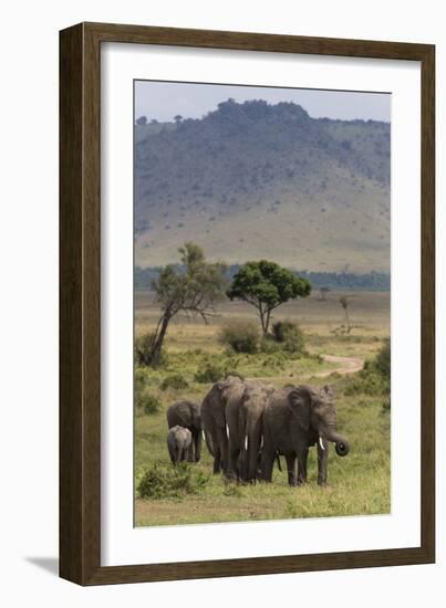 Elephant (Loxodonta Africana) Herd Walking to the River to Drink-Ann and Steve Toon-Framed Photographic Print