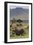 Elephant (Loxodonta Africana) Herd Walking to the River to Drink-Ann and Steve Toon-Framed Photographic Print