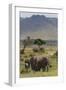 Elephant (Loxodonta Africana) Herd Walking to the River to Drink-Ann and Steve Toon-Framed Photographic Print