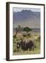 Elephant (Loxodonta Africana) Herd Walking to the River to Drink-Ann and Steve Toon-Framed Photographic Print