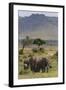 Elephant (Loxodonta Africana) Herd Walking to the River to Drink-Ann and Steve Toon-Framed Photographic Print