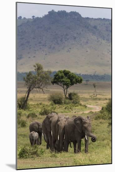 Elephant (Loxodonta Africana) Herd Walking to the River to Drink-Ann and Steve Toon-Mounted Photographic Print