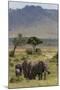 Elephant (Loxodonta Africana) Herd Walking to the River to Drink-Ann and Steve Toon-Mounted Photographic Print