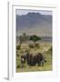 Elephant (Loxodonta Africana) Herd Walking to the River to Drink-Ann and Steve Toon-Framed Photographic Print